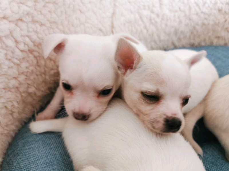 gumtree chihuahuas for sale